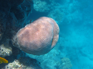 Image showing Solid pore coral