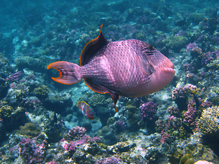 Image showing Yellowmargin triggerfish and coral reef