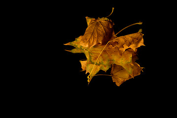 Image showing Isolated Close up on Three Leaves