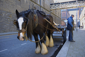 Image showing Brewery Horse