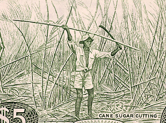 Image showing Sugar Cane Harvesting