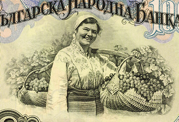 Image showing Woman Harvesting Grapes