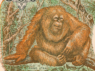 Image showing Orangutan