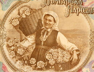 Image showing Woman Harvesting Roses