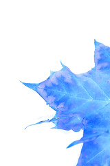 Image showing Isolated Blue Leaf