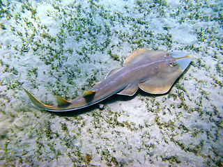 Image showing Beaked guitarfish