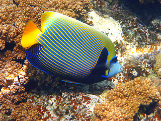 Image showing Emperor angelfish and coral