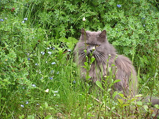 Image showing Beatyful cat