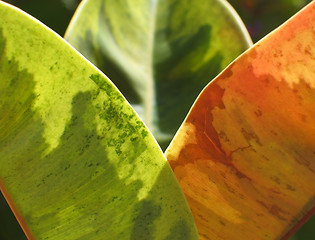 Image showing Three leaves of ficus plant