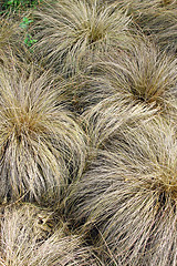 Image showing Yellow grass