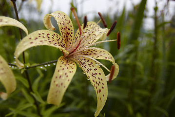 Image showing Lily with waterdrops