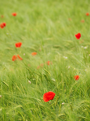 Image showing Fresh young barley field