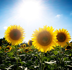 Image showing Sunflower  field under the sun