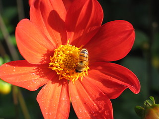 Image showing bugs and flower