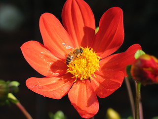 Image showing bugs and flower