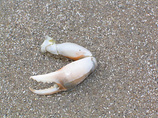 Image showing crab claws