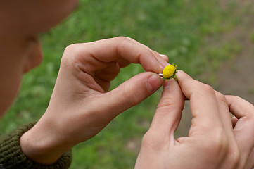 Image showing last petal