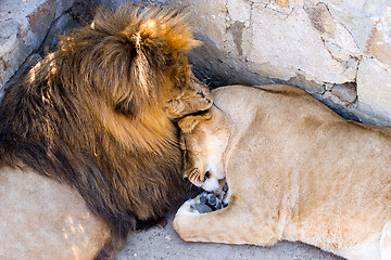 Image showing lion and lioness