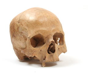 Image showing Skull isolated