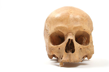 Image showing Skull isolated