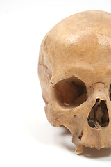 Image showing Skull isolated