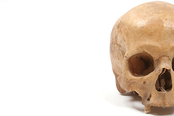 Image showing Skull isolated