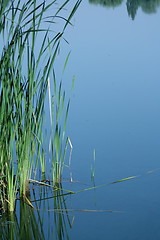 Image showing common reed