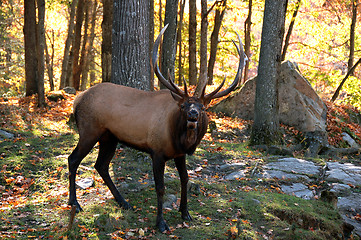 Image showing Elk in autumn