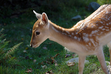 Image showing Fallow deer