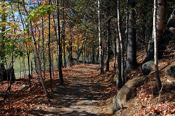 Image showing Forest path in fall