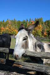 Image showing Donkey