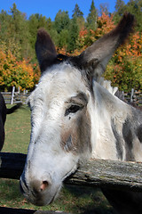 Image showing Donkey