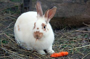 Image showing Cute rabbit