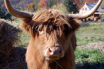 Image showing Highland Cow