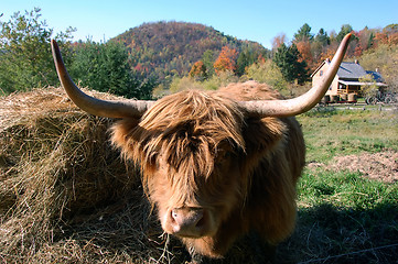 Image showing Highland Cow