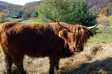 Image showing Highland Cow