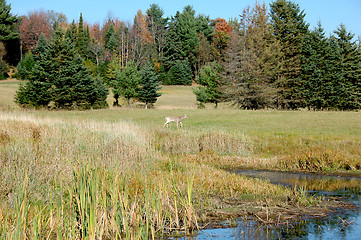 Image showing White-tailed deer