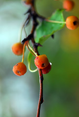 Image showing Small orange berries