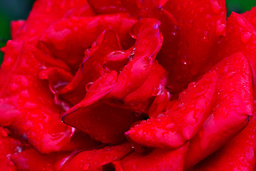 Image showing Red rose with droplets