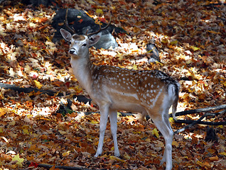 Image showing Fallow Deer (Dama dama)