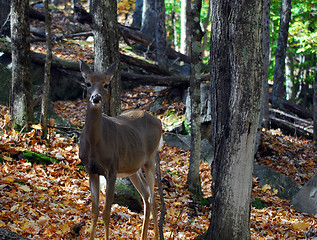 Image showing White-tailed deer (Odocoileus virginianus)