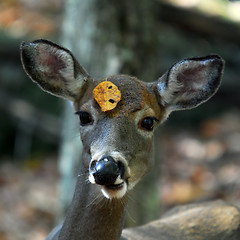 Image showing White-tailed deer (Odocoileus virginianus)