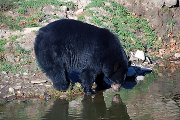 Image showing American black bear