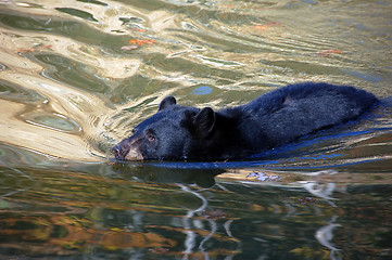 Image showing American black bear