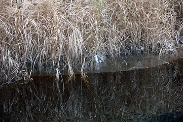 Image showing Autumn's reflection