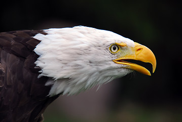 Image showing American Bald Eagle (Haliaeetus leucocephalus)