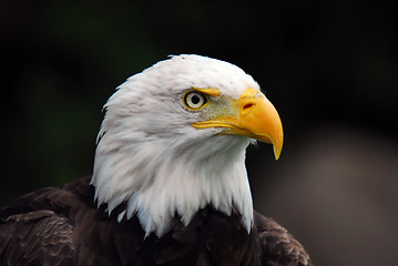 Image showing American Bald Eagle (Haliaeetus leucocephalus)