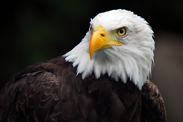 Image showing  (Haliaeetus leucocephalus)