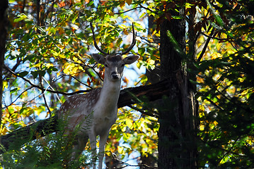 Image showing Fallow Deer