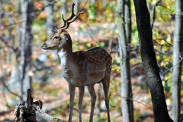 Image showing Fallow Deer